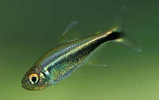 HYPHESSOBRYCON PERUVIANUS